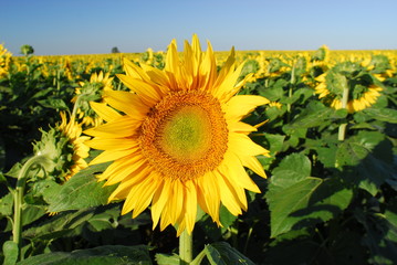 flor, girasol, cultivo, agricultura, amarillo, horizonte, petalos, macro, micro, paisaje, girasoles, argentina, 