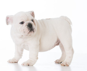 male bulldog puppy