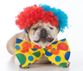 dog dressed like a clown