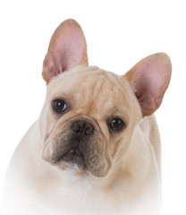 male french bulldog
