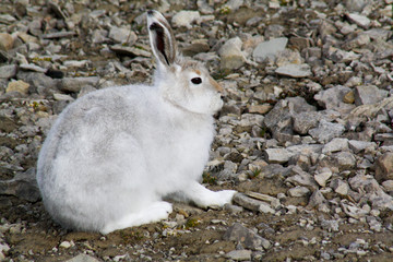 Arctic hare, Beechey Island, Canada