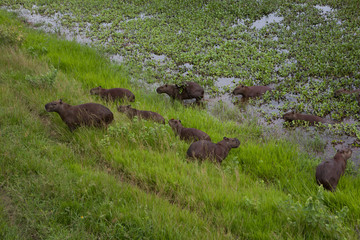 Capibara family