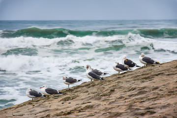 Birds at the beach