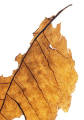 Dried transparent tobacco leave on white background