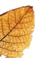 Dried transparent tobacco leave on white background