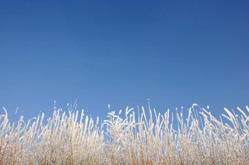 Obraz premium Gräser mit Frost umhüllt