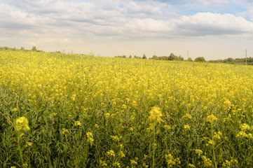 endless fields of flowering mustard. yellow daisy on a background of blue sky with clouds