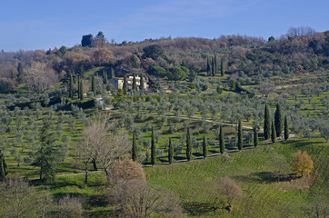 Fototapeta na wymiar Hill in tuscany with Cypress and rural house