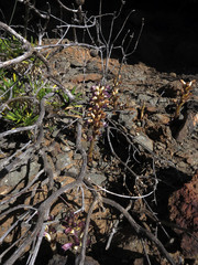 Sommerwurz (Orobanche spez) auf der Lomo de Tabaibales