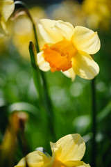 Obraz premium Daffodils flower bloom in summer season