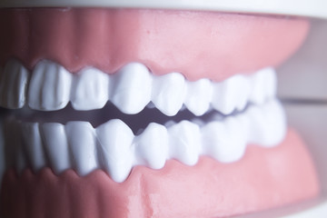 Dental teeth dentistry model