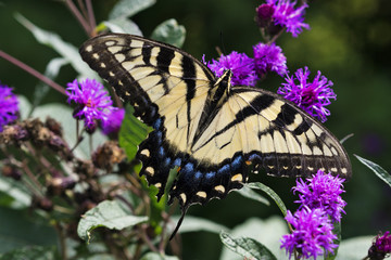 Butterfly and purple flowers