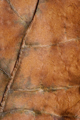 Dried tobacco leave with visible structure