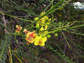 Jerusalemsdorn - Parkinsonia aculeata