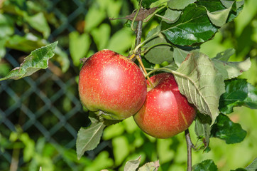 Apple foliage and ripening red fruits