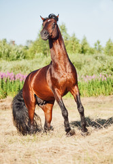 rearing bay stallion in field
