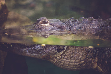 Crocodlie in water