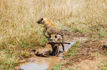 Pair of spotted hyenas feeding on zebra carcass in Serengeti National Park safari tourism...