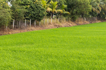 Green rice paddies and orchards.
