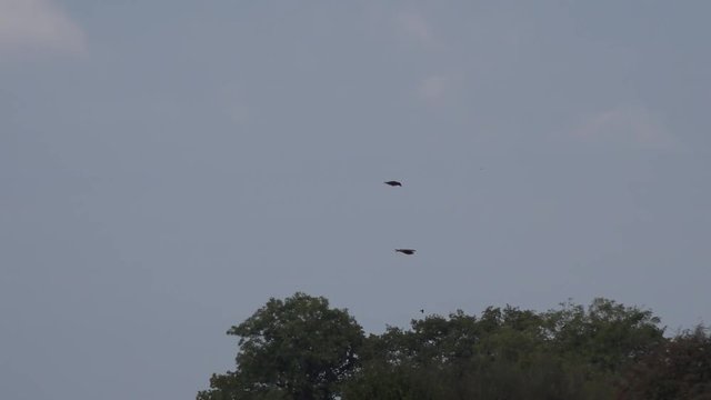 crow attacking a buzzard in flight - Staffordshire, England: January 2017