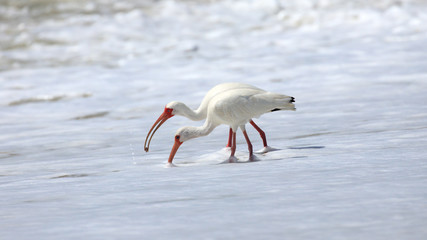 Two white ibises (Eudocimus albus) on the wild shore, catching a crap, Sanibel Island, Florida, USA