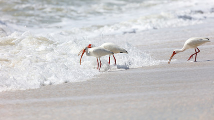 Two white ibises (Eudocimus albus) on the wild shore, looking for craps, Sanibel Island, Florida, USA
