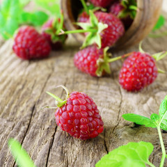 Red fresh raspberries on rough rustic wooden background. Cup with natural ripe organic berries with peduncles and raw green mint on table. Square, close up.