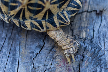 Close up of India turtle