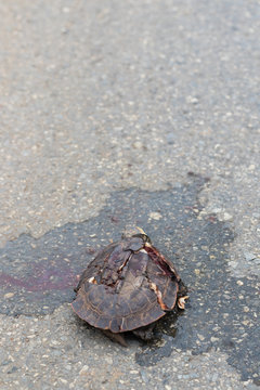 Turtles die because pedal cars.