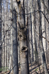 Fototapeta na wymiar Tree Faces