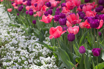 Pink and Purple Tulips and White Pansies