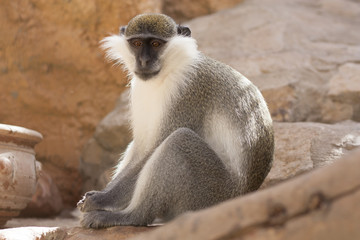 Green monkey animal in their natural habitat photo. Africa. Kenya.