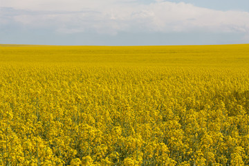 Fototapeta premium Rape field canola plant photo