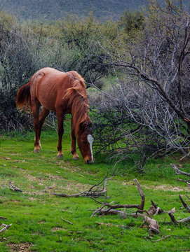 Salt River Canyon Wild Horses