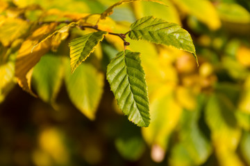 Leaves