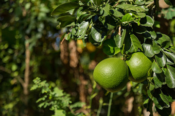 Fresh tropical fruit in Thailand
