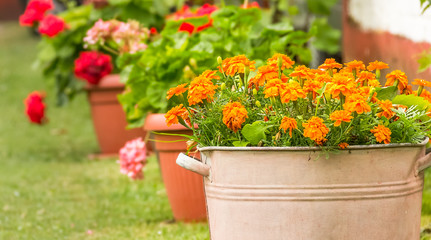 Fototapeta na wymiar Backyard flowers in tin pot on the grass