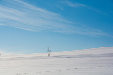 雪原と枯れ木