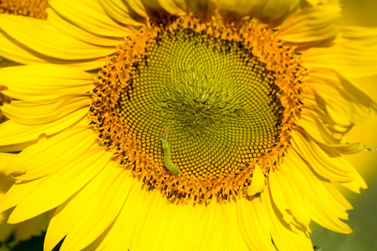 closeup sunflower and caterpillar