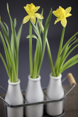 Bouquet Of Yellow Daffodils