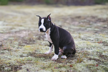 American Staffordshire Terrier puppy sitting outdoors in a forest