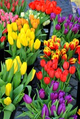 Kolorowe bukiety tulipanów