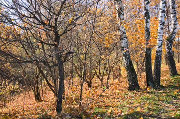Golden autumn, falling leaves in forest Park