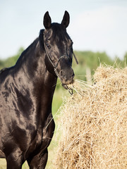 eating hay black horse from haystack in field