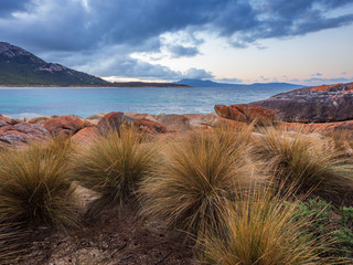 Coastal grass at Flinders Island, Tasmania