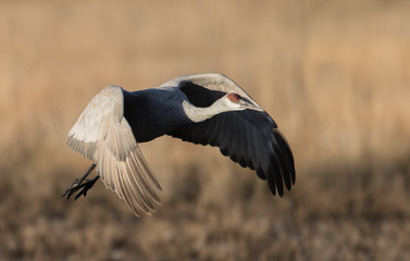 Morning Spot Light - A sandhill crane launches from its roosting pond in sunrise spotlight. Bosque del Apache National Wildlife Refuge, New Mexico.