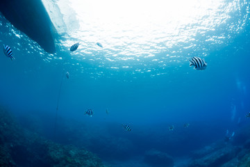 Clear Ocean