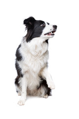 black and white border collie dog