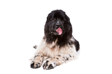 Fototapeta premium Black and White Newfoundland dog or Landseer
