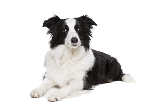 Black And White Border Collie Dog